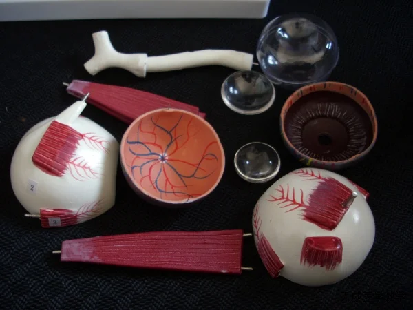 Орбитальная модель для увеличения глаз в 3 раза 10 деталей анатомическая очков