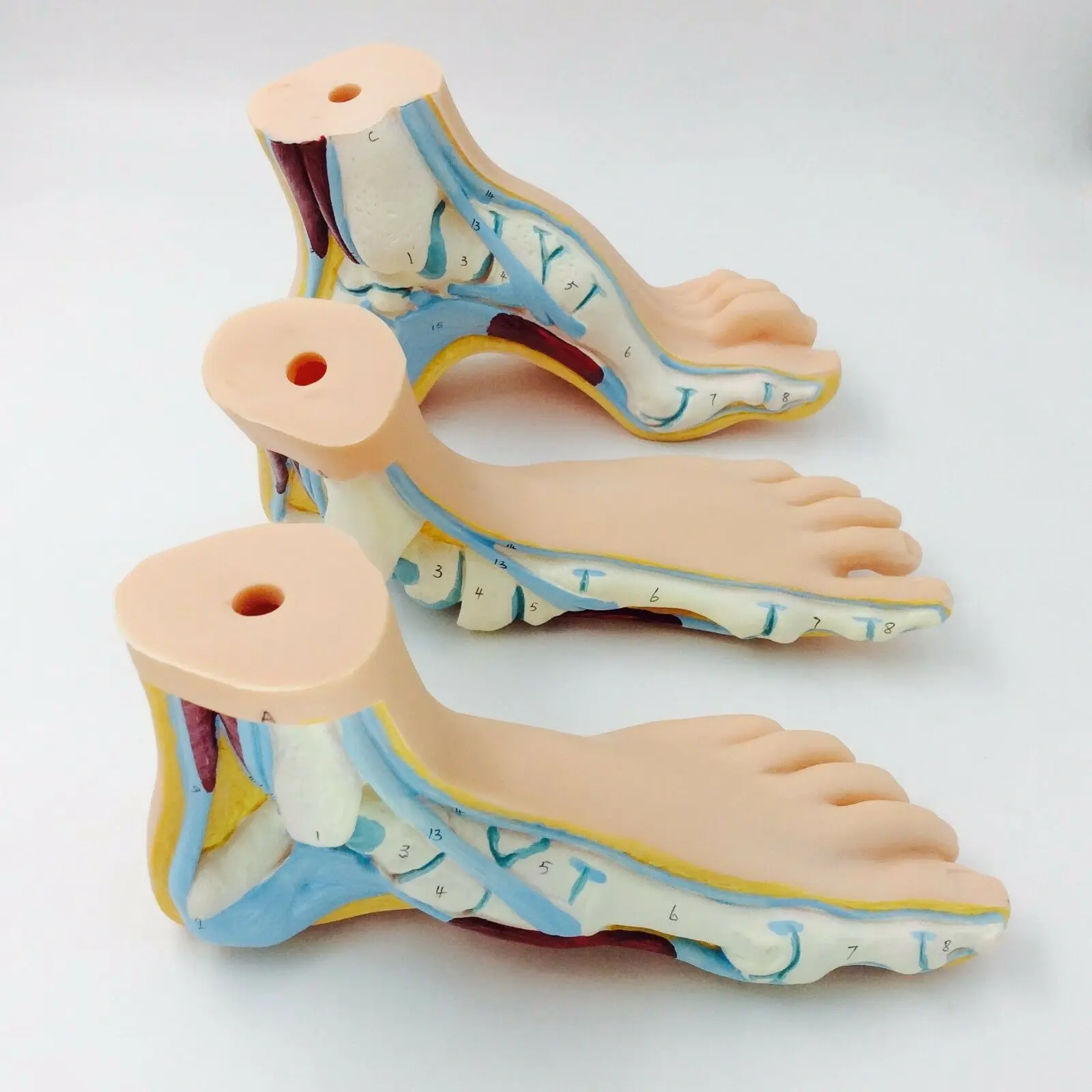 3pcs/set Human Foot Palm Muscle Model Normal Foot Flat Feet Bow Foot Combined Anatomical Model
