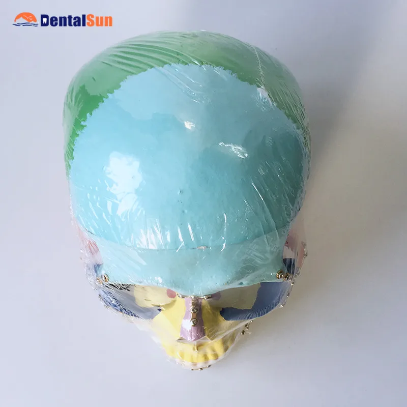 

Colored Simulation Skull Model for Demonstration/M5005 Skull Model