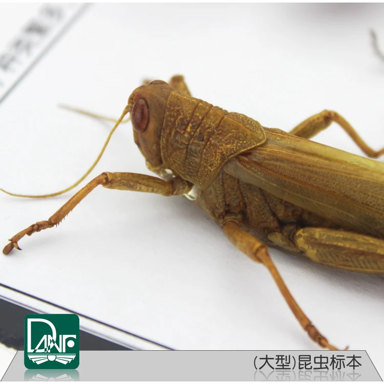 Образцы насекомых жуков/саранчи/mantis, научное обучающее оборудование, детский подарок