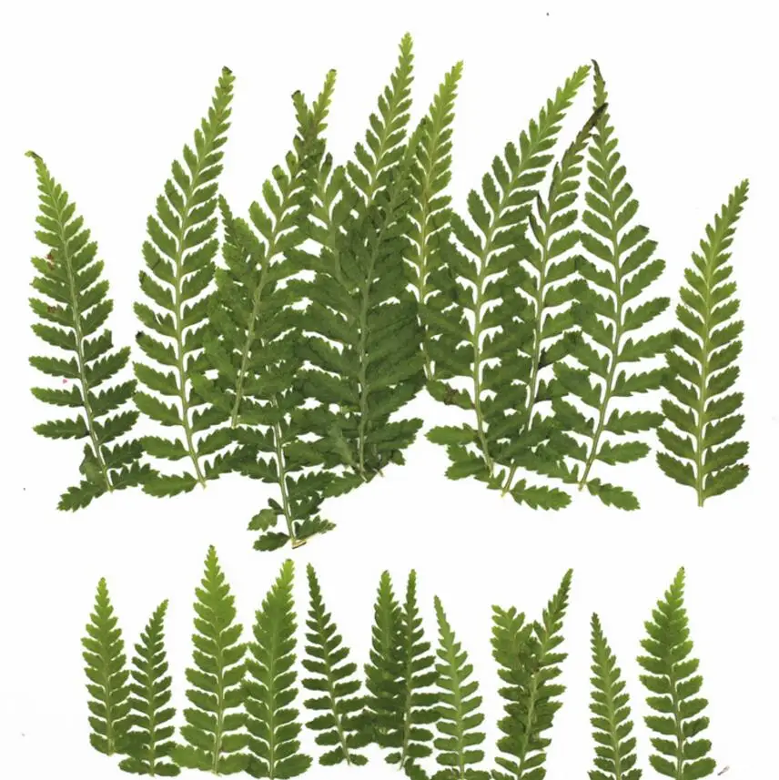 120pcs Pressed Dried Dyed Green Bean Leaves Flower Plant Herbarium For Jewelry Postcard Invitation Card Phone Case Making DIY | Дом и сад