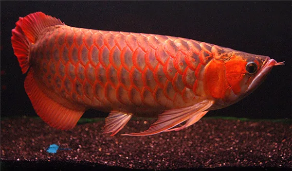 Arowana интенсивный цвет корма Дракон рыба цвет Улучшенная рыба еда для Рыба для декораций AR-G2 Плавающий тип 1 кг 500 г 250 г