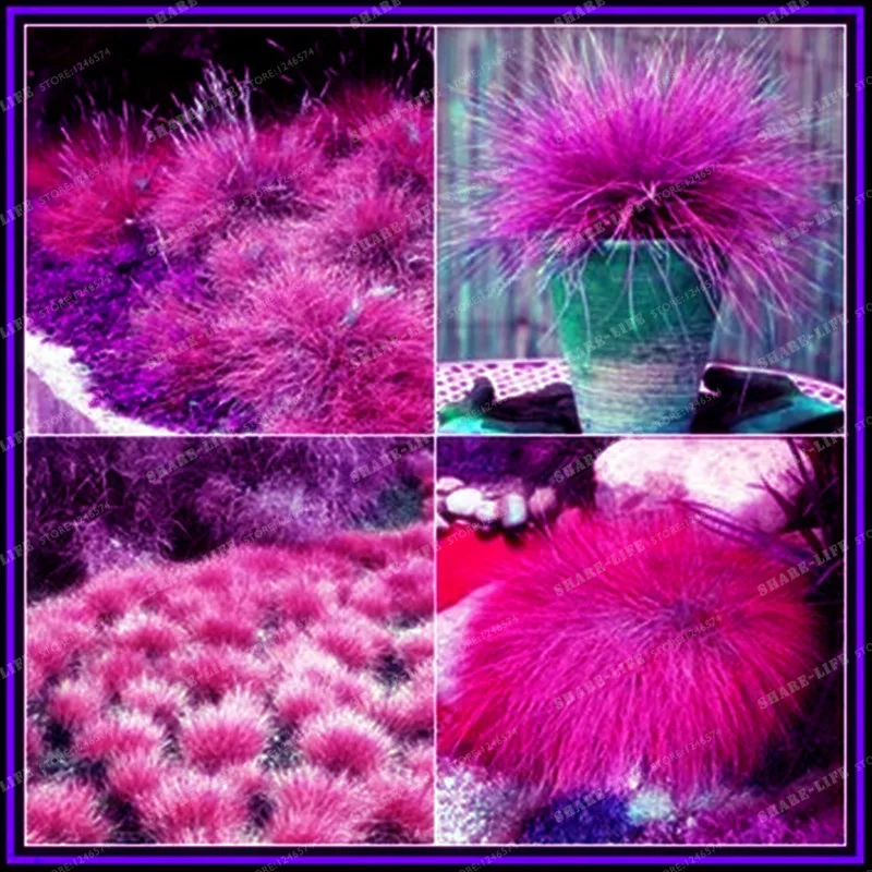 100 шт 4 цвета Фескью трава бонсай (Festuca glauca) многолетняя выносливая декоративная