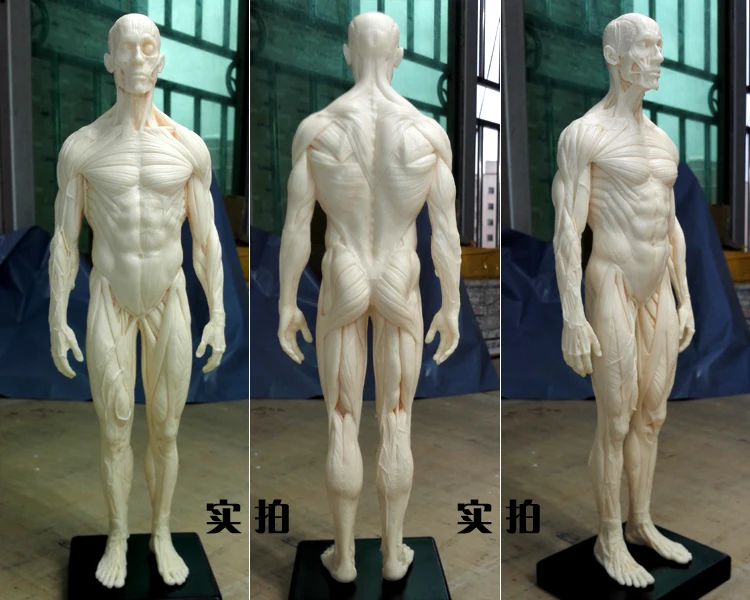 Стоматологическая лаборатория ps4 стоматологическая 30 см ПУ скелет человека