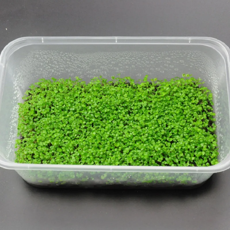 10 г сумка аквариум Hemianthus Callitrichoides семена травы мини листьев Fish Tank украшения