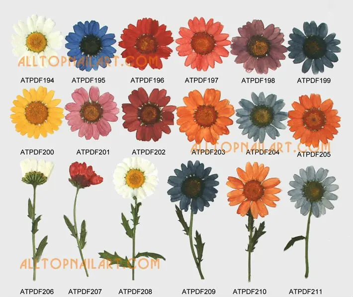 

Сушеные цветы профессиональные 1000 шт спрессованные цветы вакуумной упаковки Бесплатная доставка