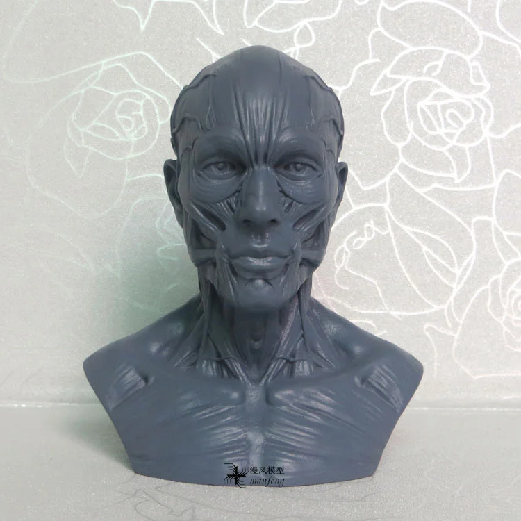 1:3 10 см скелет человека анатомический модель скелета череп odontologia голова мышечной