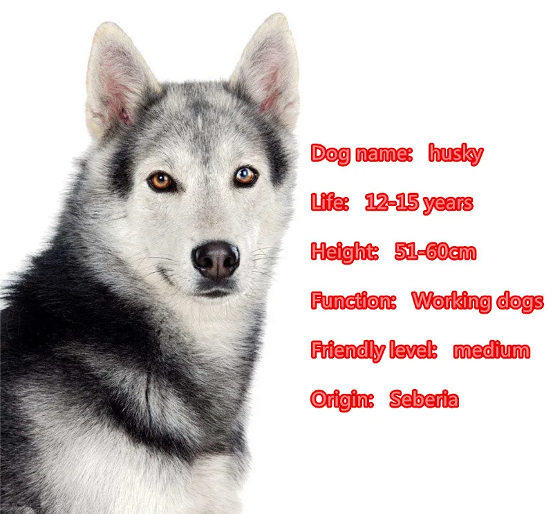 Милых щеночков животных покрыто золотом серебром металлическая ий Брелок с