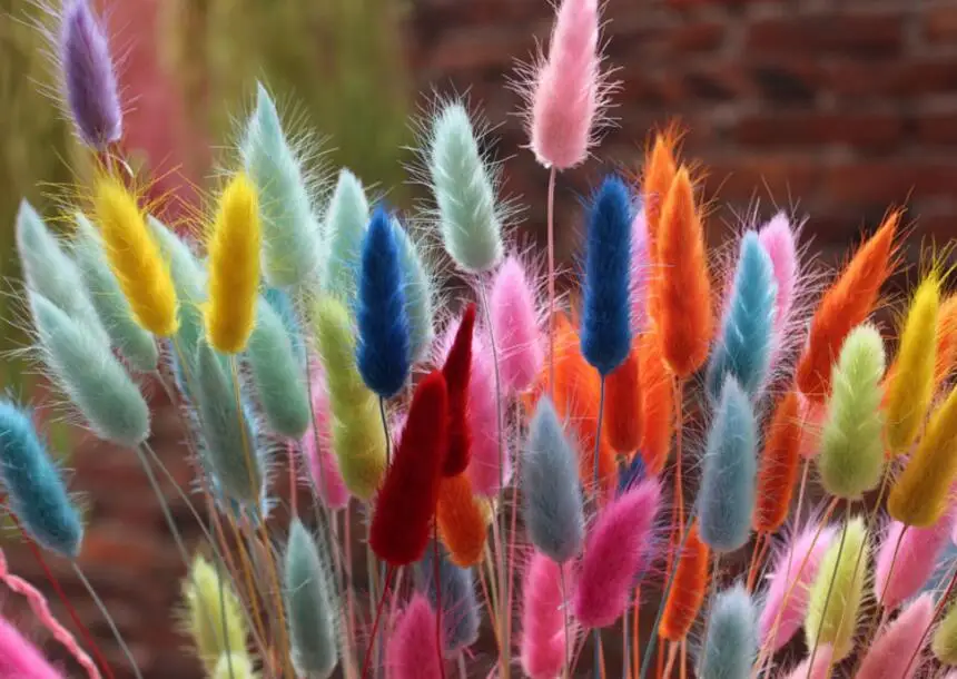 

Сушеный цветок в виде заячьего хвоста, 5 пучков, 250-300 шт.