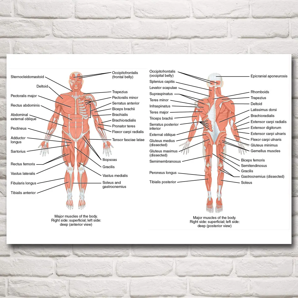 Картина на холсте для домашнего декора с изображением артерий и | Дом сад