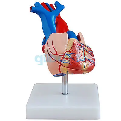 Сердечная медицинская модель кровяное кровообращение|medical model|heart models anatomymodel anatomy