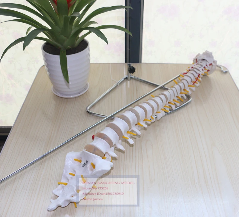 Lumbar Spine Model,Spine Model,1:1 Spinal Nerve Model,Model of Human Spine