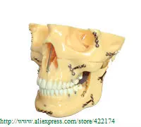 Бесплатная доставка модель черепа экстраорального зуба стоматологическая