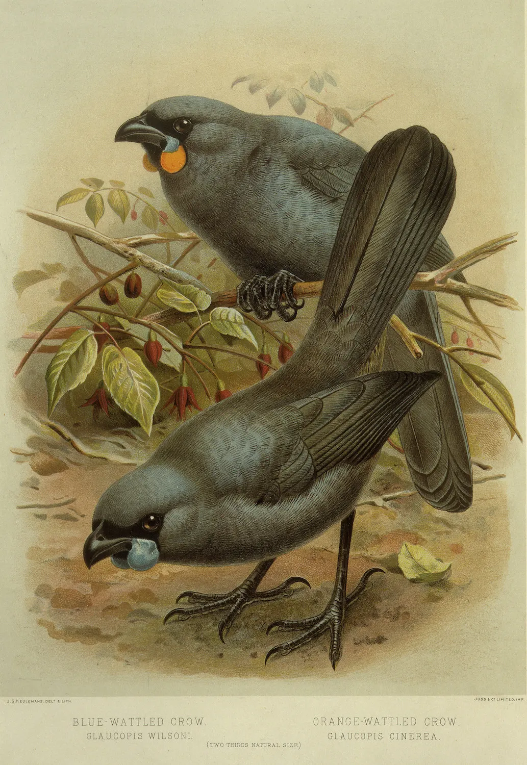 Новая Зеландия NZ Native Birds серия голубь путешествия классические настенные