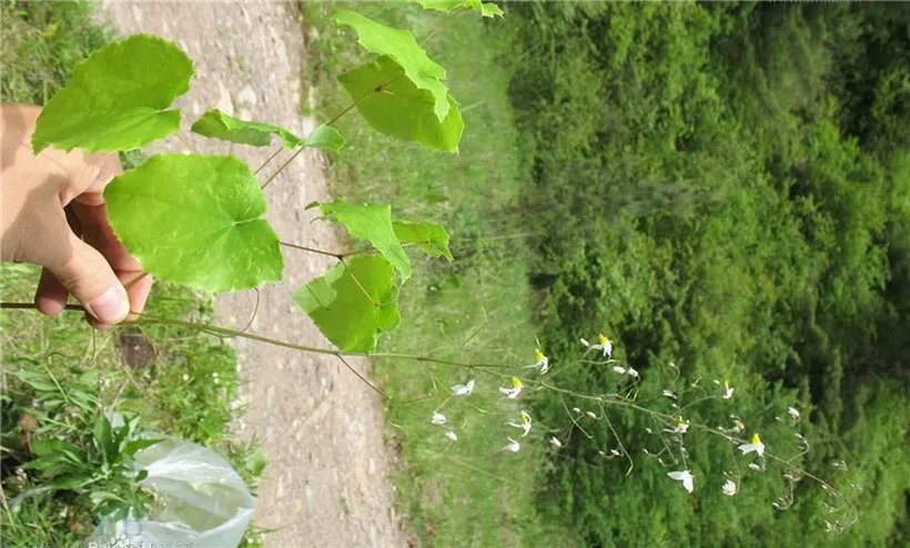 Чистый Epimedium роговой экстракт козьей травы порошок, 20% Икариин мужской эрекции мощный, более сексуальное здоровье