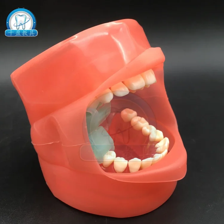 Dental Stomatology Teaching Model Extractable Teeth Demolition Simulation | Канцтовары для офиса и дома