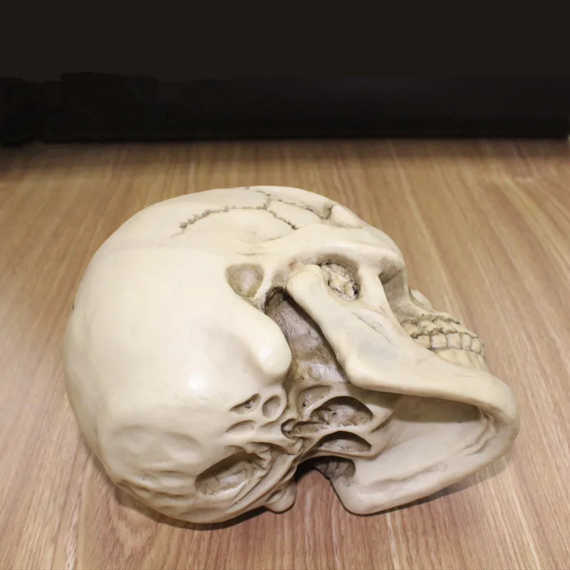 1:1 скульптура черепа из смолы образование и живопись специальная медицинская