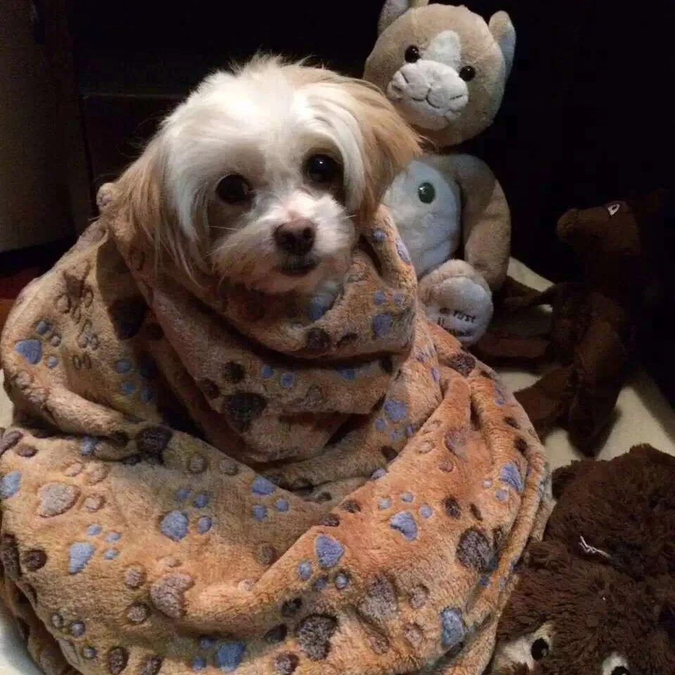 Лапа принт собака щенок кошка домашнее флисовое мягкое одеяло коготь следа ноги