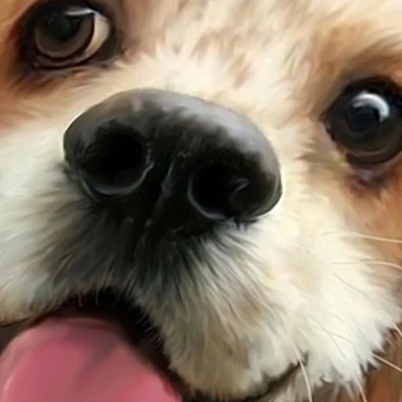 3D обои милый мультфильм газон собака животное фото Настенные дети спальня фон