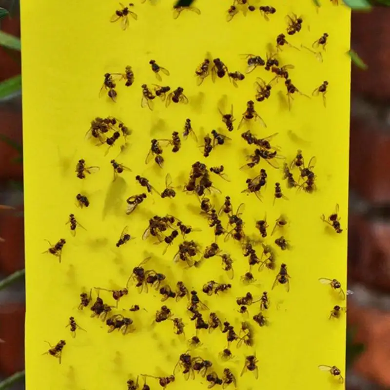 Нетоксичный ПВХ пластик Aphids гриб грызги листья горные машины Белые мухи