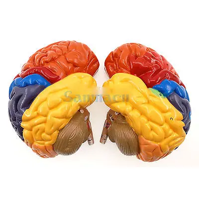 2 части функция человеческого мозга анатомия искусственная кора обучение|human brain