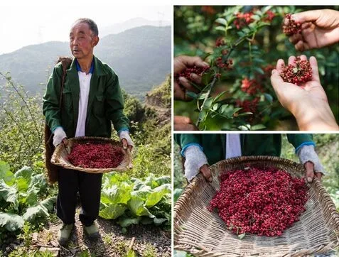 Пимента szechuan перец Сычуань китайский колючий пепельный перец huajiao соус Приправ Для сезонных приправ