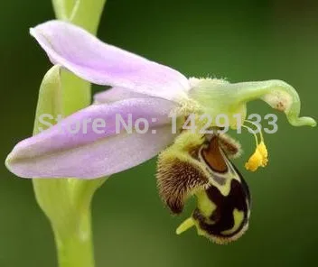 100 семена китай редких би цветок орхидеи семян улыбка интересный цветы флора Semillas