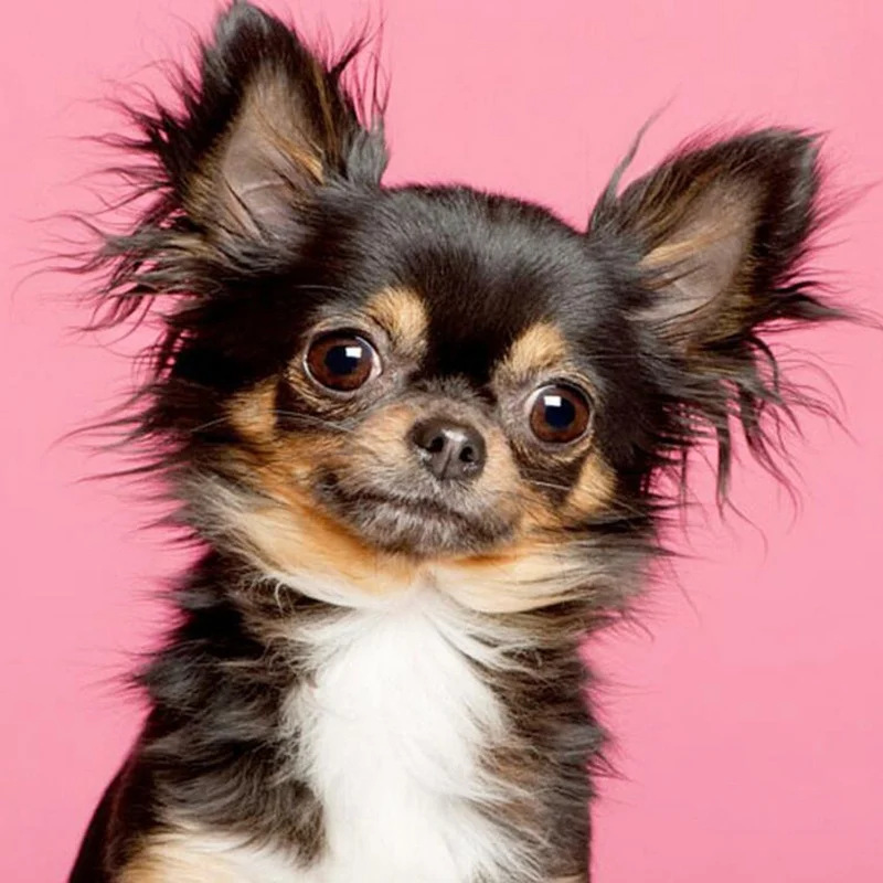 Полноразмерная Алмазная вышивка животное чихуахуа алмазная живопись с собакой