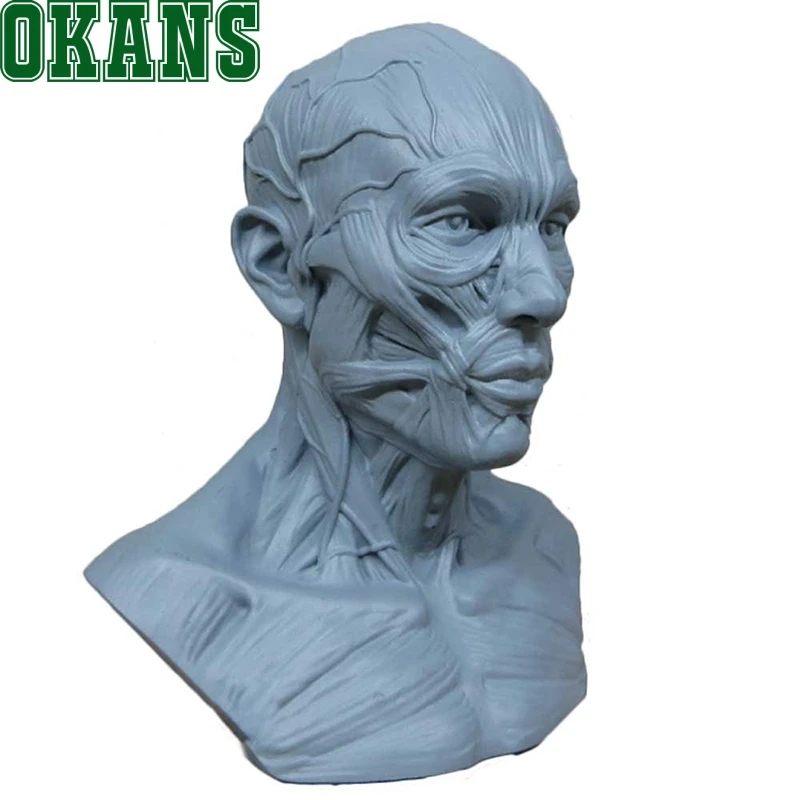 Человеческий натомический череп натомия голова мышечная кость медицинская