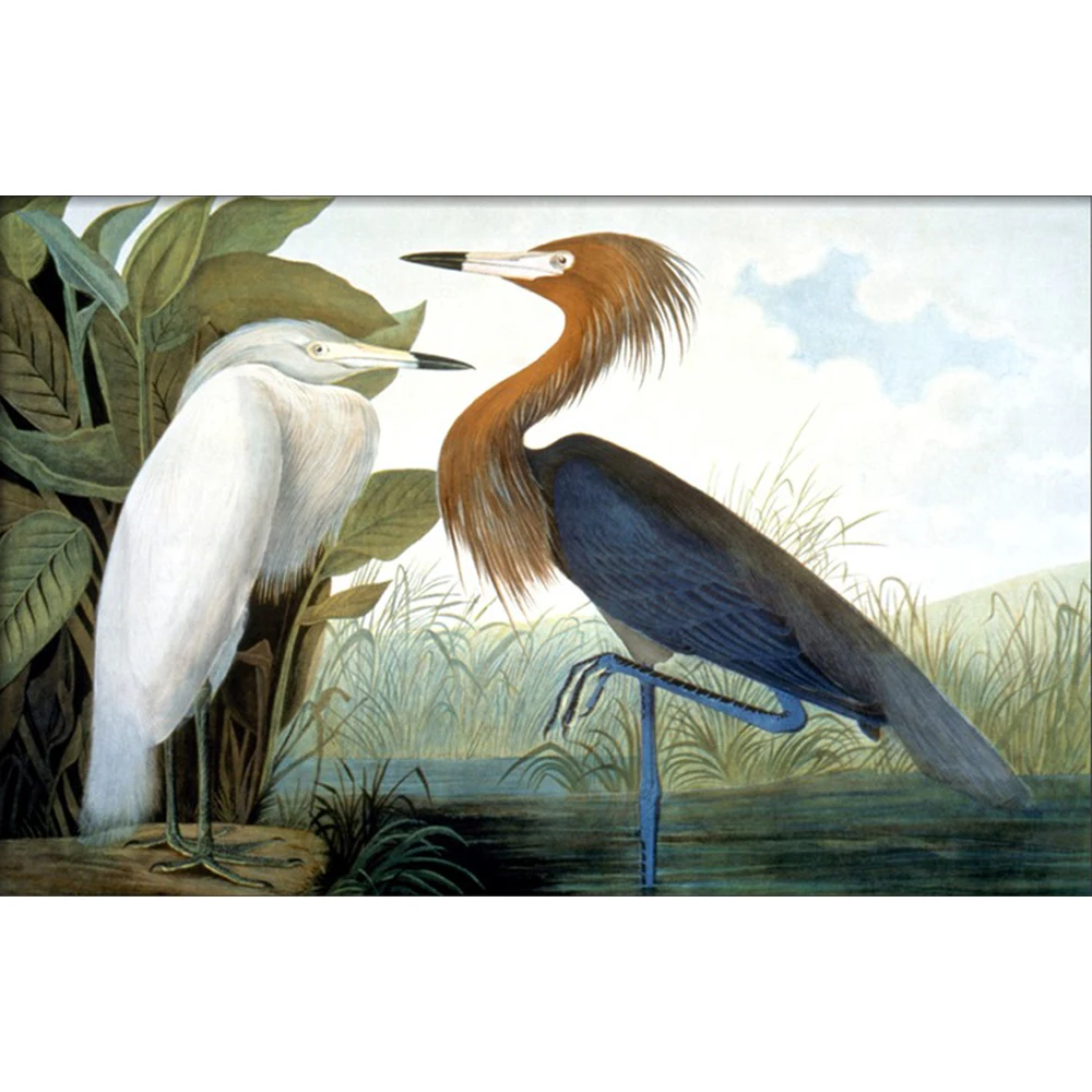 

oil canvas paintings of John James Audubon reproduction Reddish Egret famous Birds art Hand painted for house decoration