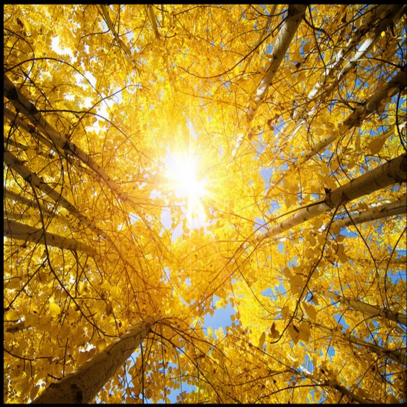 Прямая поставка Colomac фото обои природные пейзажи солнечного света сверкающий