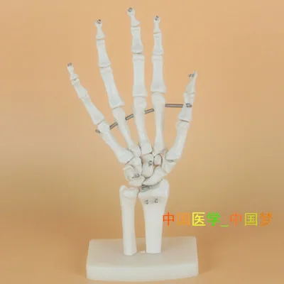 

natural Human Skeleton Hand joints model Medical teaching model free shipping