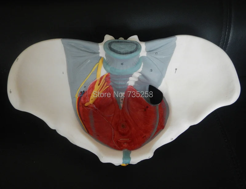 

Female Pelvis,Female Pelvic Girdle With Pelvic Floor Muscle Nerve Model