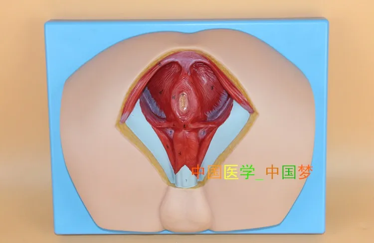 Модель мужской промежности анальная треугольная промежуточная ширина обучение