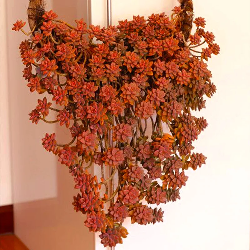Graptopetalum paraguayense cv Бронзовый кластер Редкие сочные черенки все разные для живых растений настоящее растение