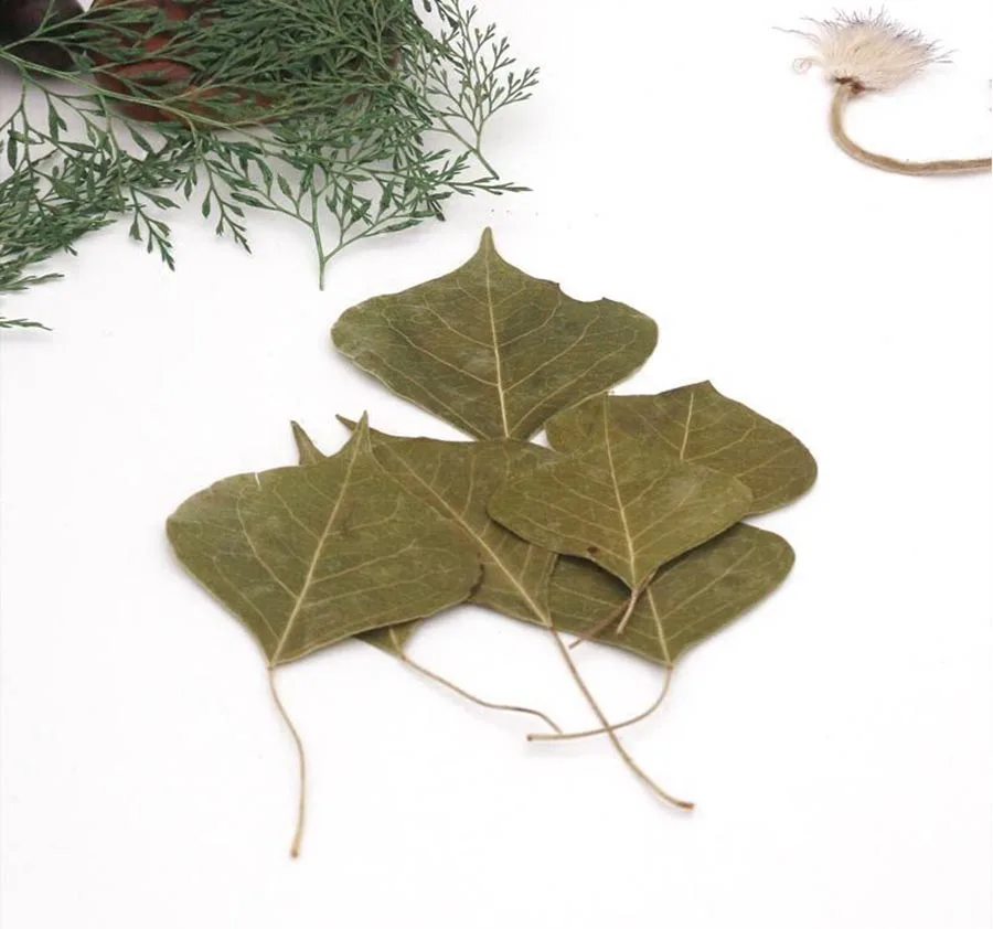 

60pcs Pressed Dried Sapium sebiferum (L.) Roxb Leaf Flower Plant Herbarium For Jewelry Postcard Invitation Card Phone Case DIY
