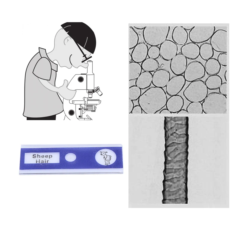 12 шт./компл. животные насекомые цветы растения образец дети студент Обучающие