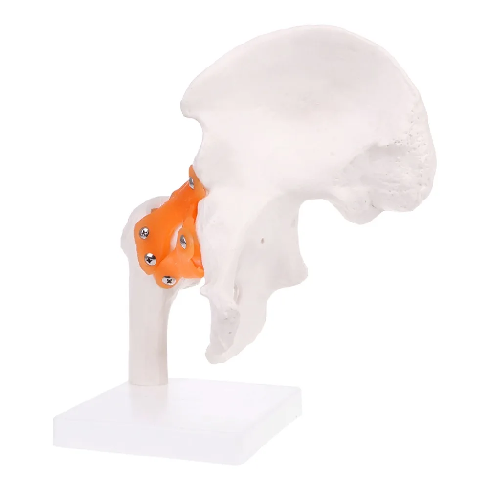 Life Size ligement Hip Joint медицинская анатомическая модель обучение скелету