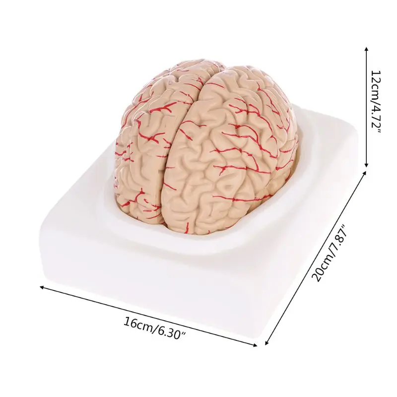 

2019 NEW Disassembled Anatomical Human Brain Model Anatomy Medical Teaching Tool Dropshipping