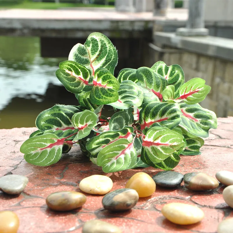 Декоративные амаранта листья Карликовые деревья/Miniascape/горшках организации