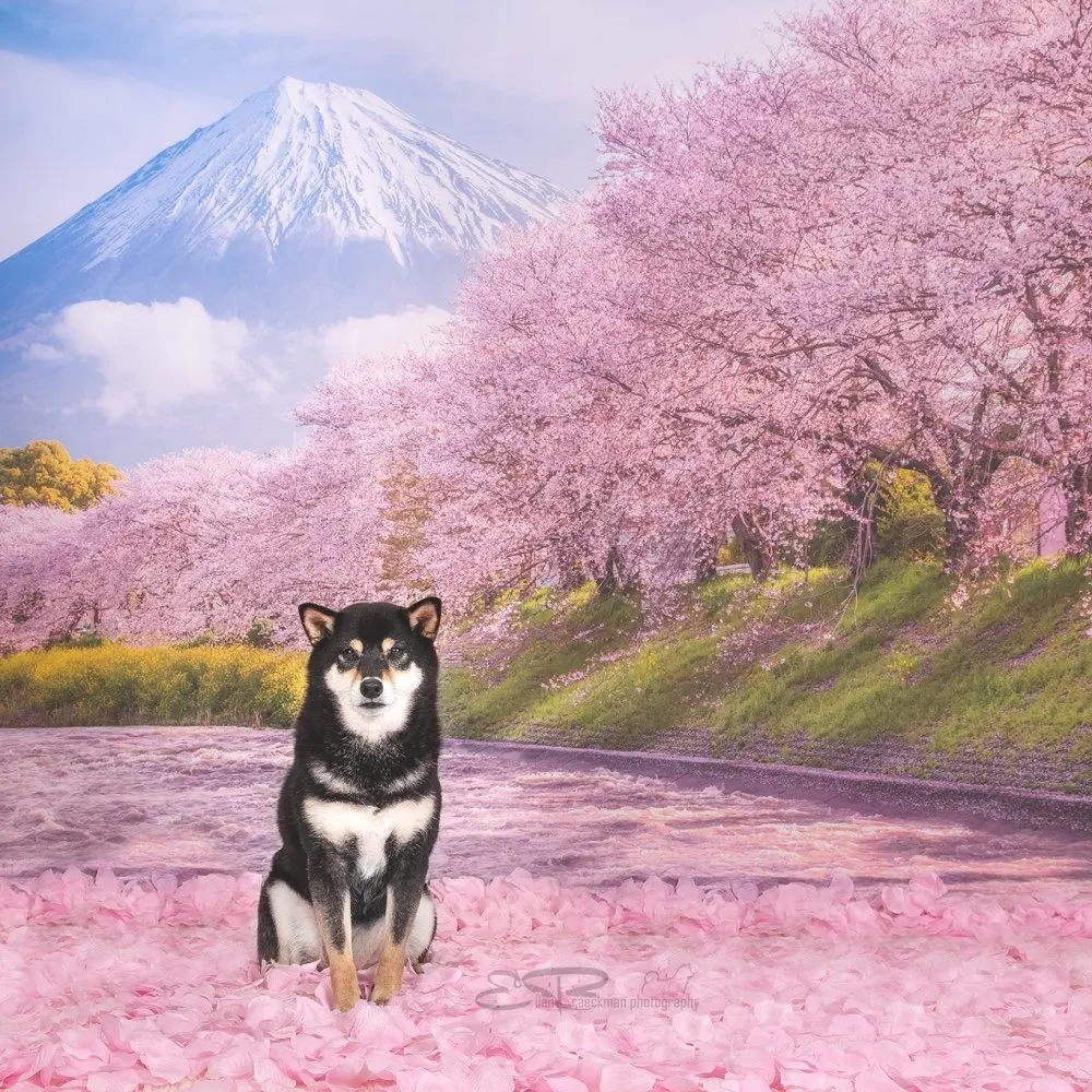 Allenjoy Япония Гора Fuji Фотофон Весенняя розовая фотография задник лес Экон винил |