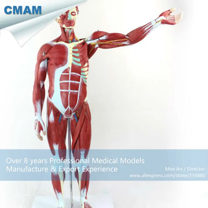 CMAM-MUSCLE01 Пронумерованы 78 см Высокая Анатомических Человеческого Мышечной Рис Модель, 27-parts, 1/2 Жизнь Размер