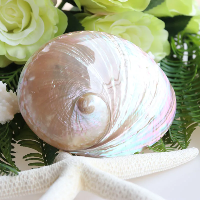 Бесплатная доставка (2 шт./лот) австралийский Белый Морской пейзаж|shell natural|decoration