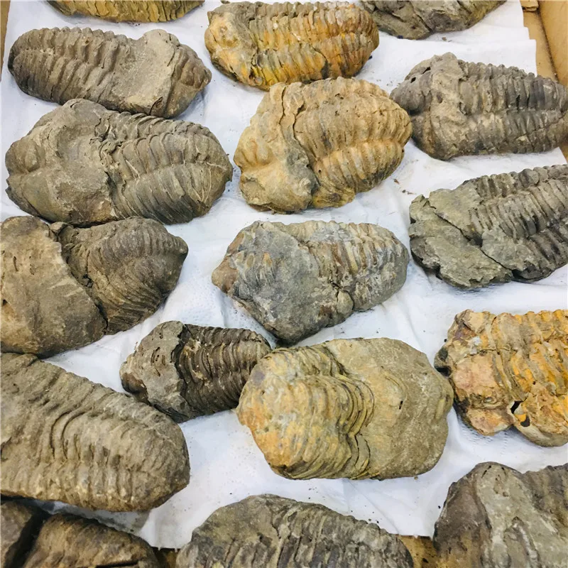 Натуральный кристалл fossil tetraphyllid fossil коллекция образцов 1 шт