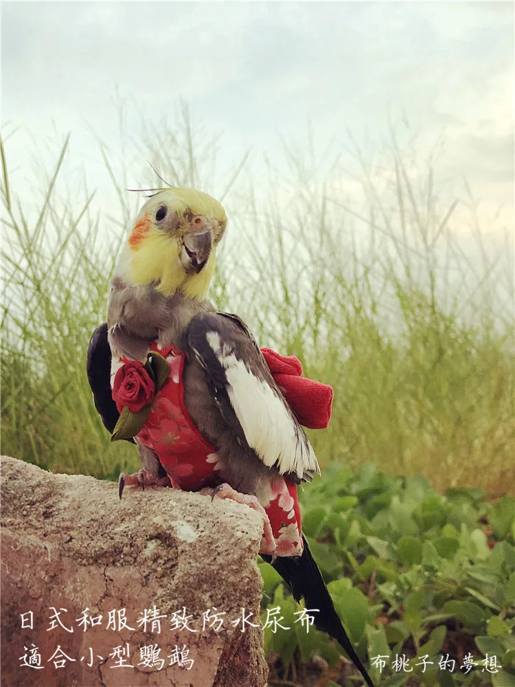 Индивидуальные подгузники для костюма полета птицы одежда попугая японский