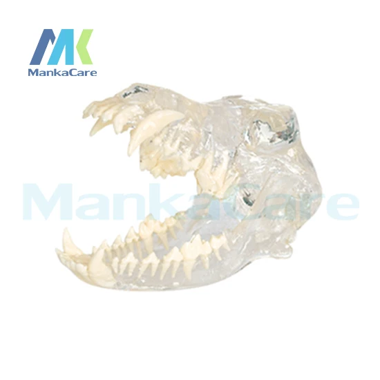 Уход за собаками Manka модель зубного прикуса прикуса|tooth model|tooth caretooth teeth |