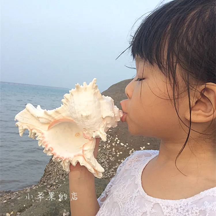 

Large natural landscape Natural snail snail Murex kylin style decoration large conch shells crafts creative gifts statue