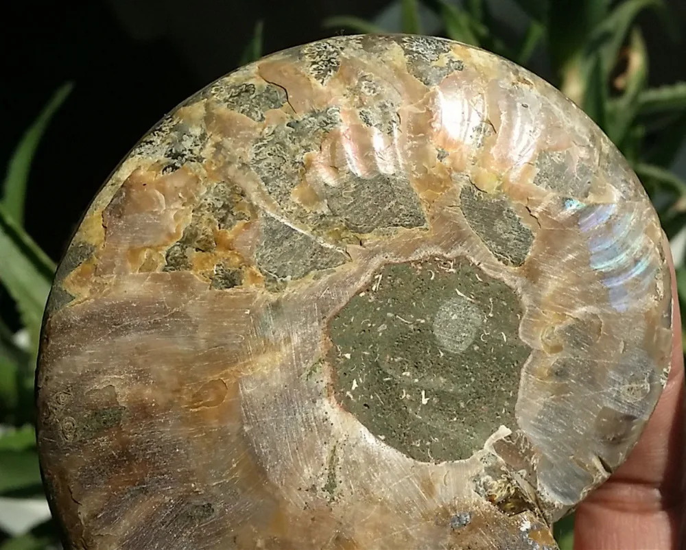 002092 1 пара полуобрезанный корпус аммония Jurrassic Fossil образец из Мадагаскара|specimen| |