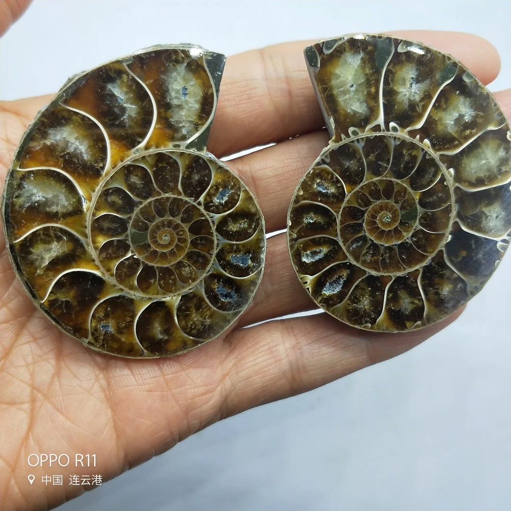 2 шт. Новые Натуральные раковины хризантемы аммонит улитка Мадагаскарский