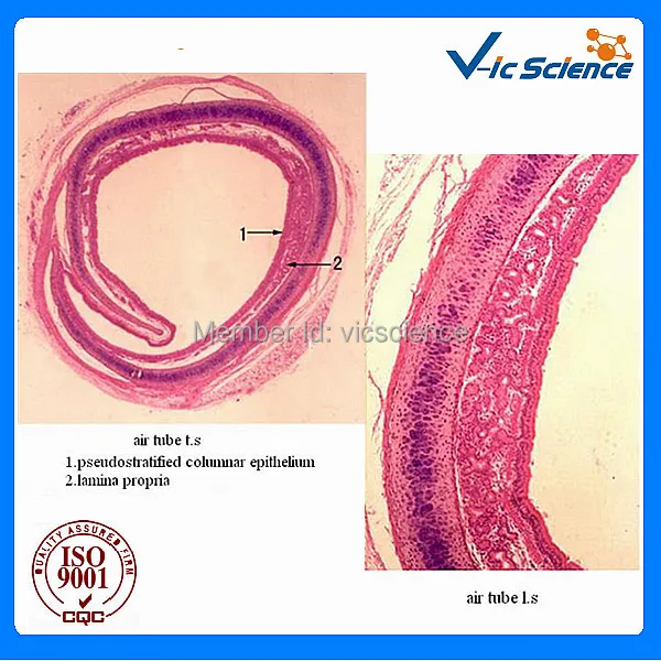 100 шт./компл. гистология животных подготовленные слайды|histology slides|pcs set |